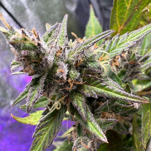 Lady growlog timeline photo