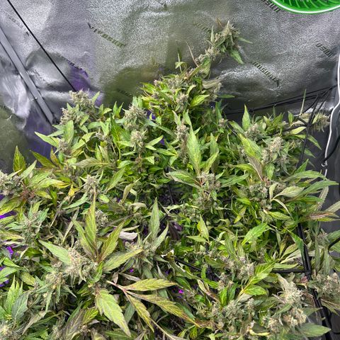 Lady growlog timeline photo