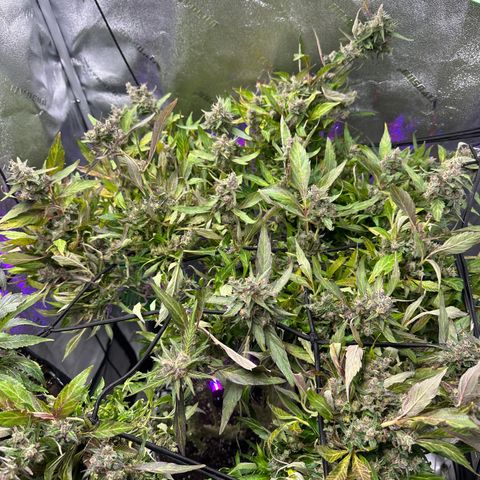 Lady growlog timeline photo