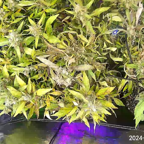 Lady growlog timeline photo
