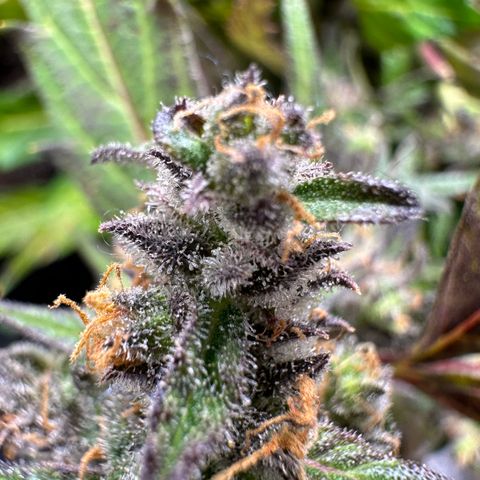 Lady growlog timeline photo