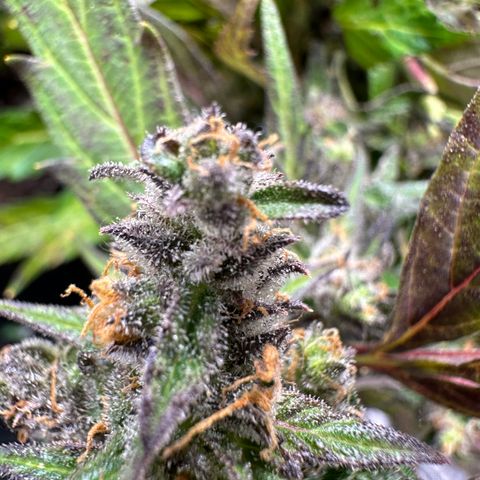 Lady growlog timeline photo