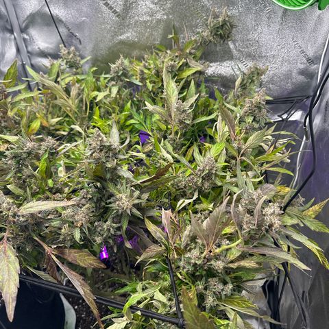 Lady growlog timeline photo