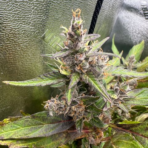 Lady growlog timeline photo