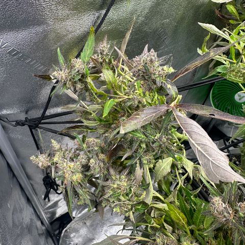 Lady growlog timeline photo