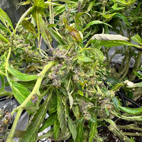 Lady growlog timeline photo