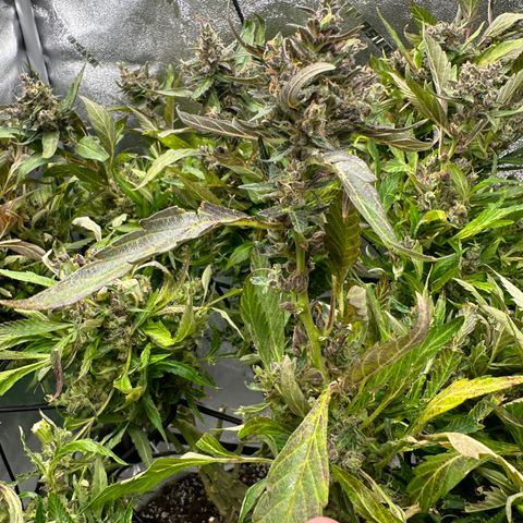 Lady growlog timeline photo