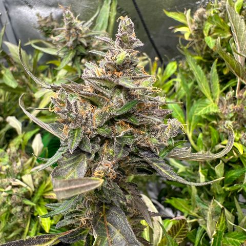 Lady growlog timeline photo