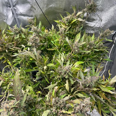 Lady growlog timeline photo