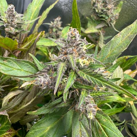 Lady growlog timeline photo