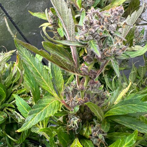 Lady growlog timeline photo
