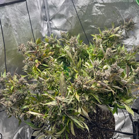 Lady growlog timeline photo