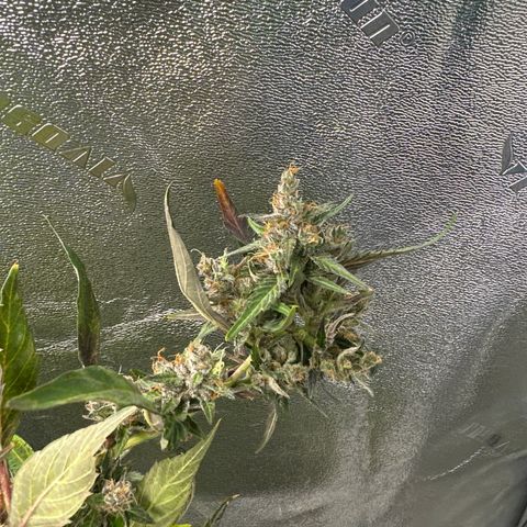 Lady growlog timeline photo