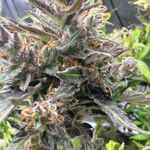 Lady growlog timeline photo
