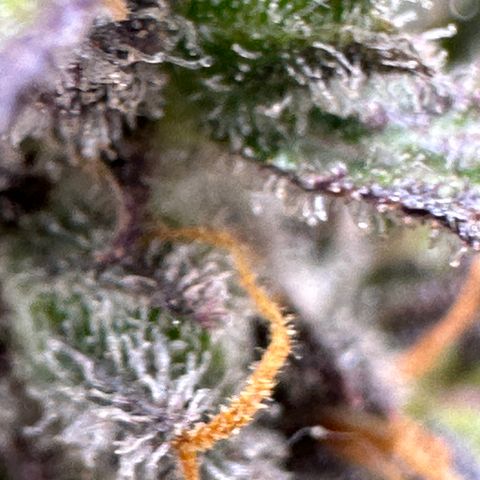 Lady growlog timeline photo