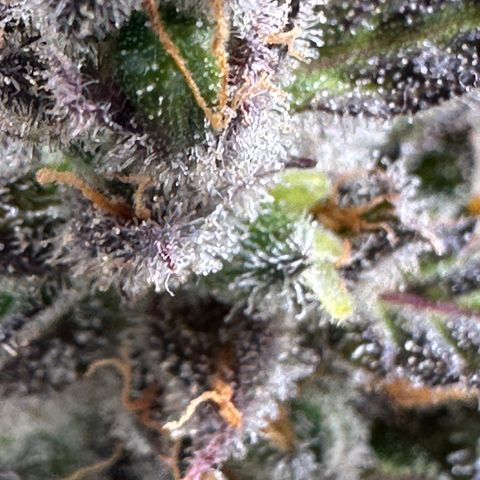 Lady growlog timeline photo