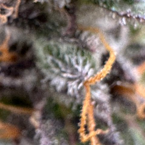 Lady growlog timeline photo