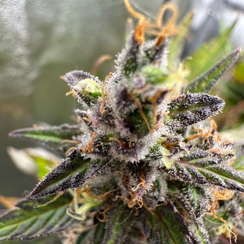 Lady growlog timeline photo