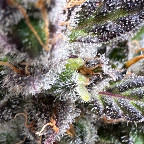 Lady growlog timeline photo