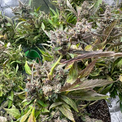 Lady growlog timeline photo