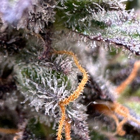 Lady growlog timeline photo