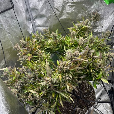 Lady growlog timeline photo