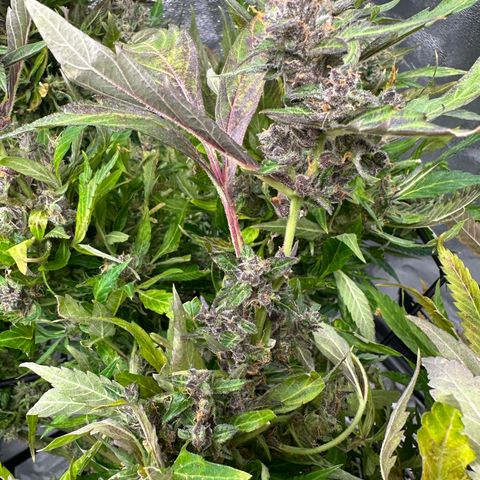 Lady growlog timeline photo