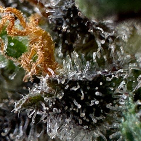 Lady growlog timeline photo