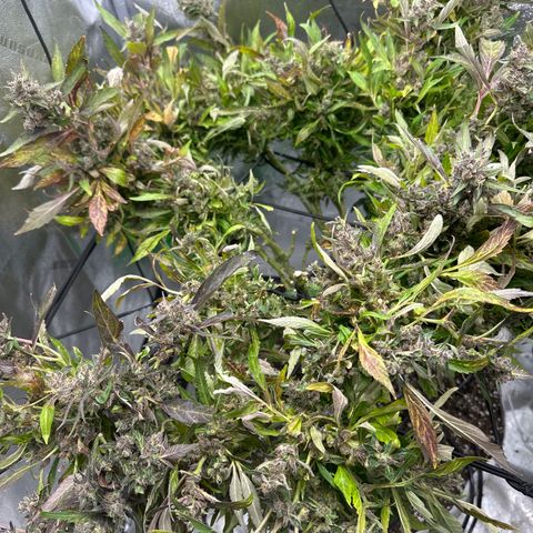 Lady growlog timeline photo