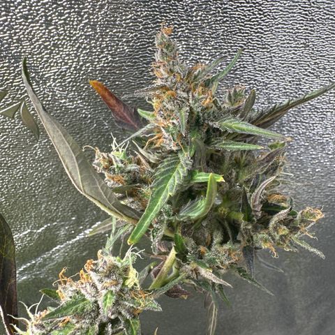 Lady growlog timeline photo