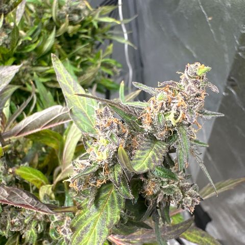 Lady growlog timeline photo