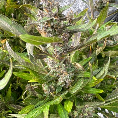 Lady growlog timeline photo