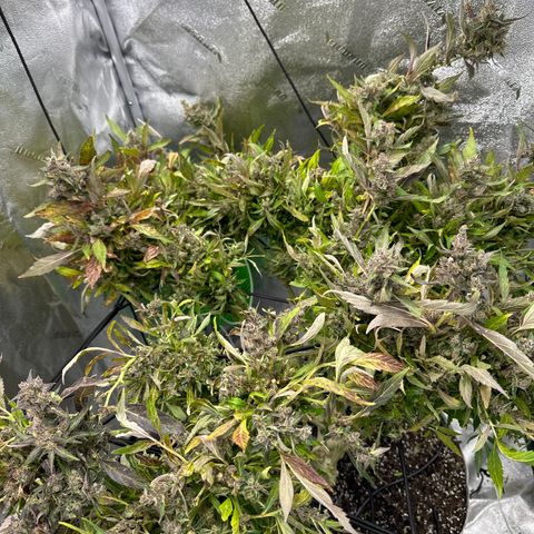 Lady growlog timeline photo