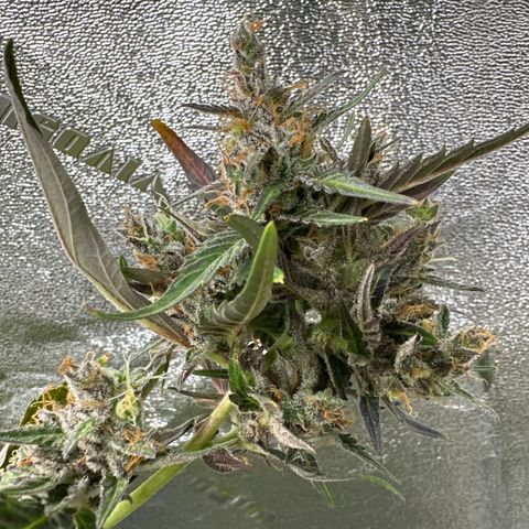 Lady growlog timeline photo