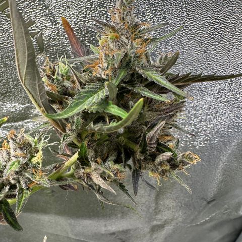 Lady growlog timeline photo