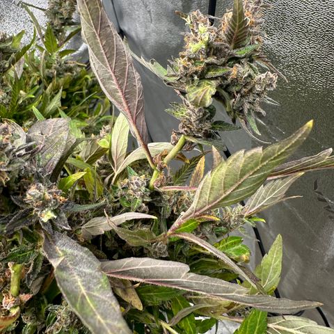 Lady growlog timeline photo