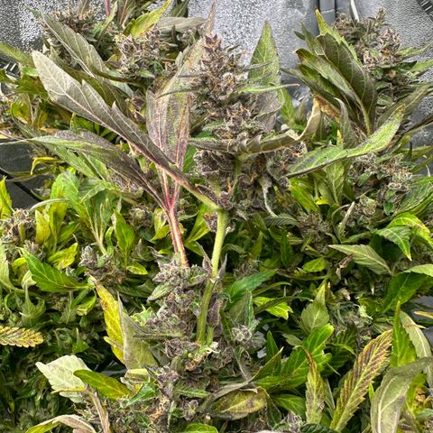 Lady growlog timeline photo