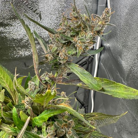 Lady growlog timeline photo