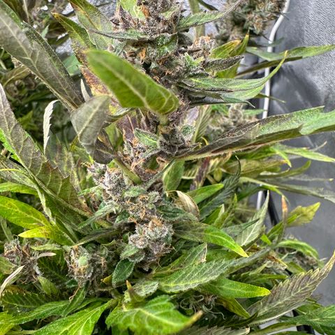 Lady growlog timeline photo