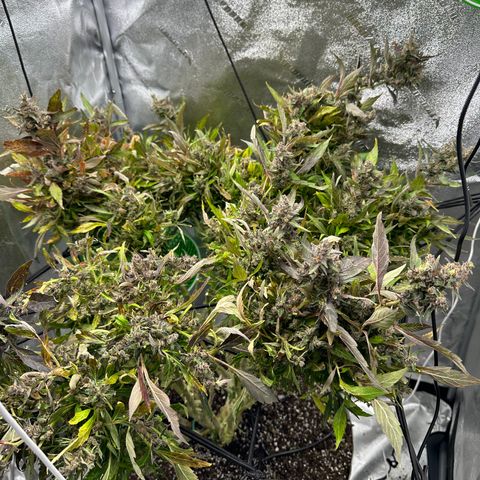 Lady growlog timeline photo