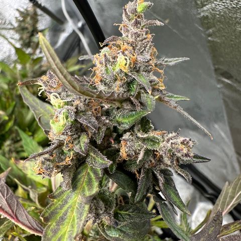 Lady growlog timeline photo