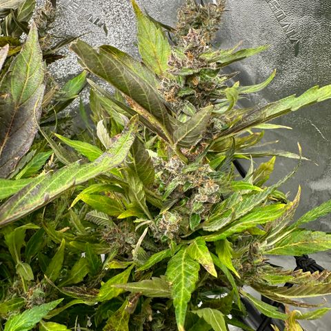 Lady growlog timeline photo