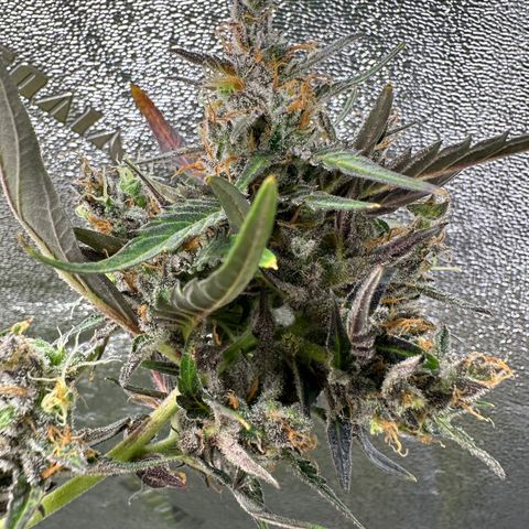Lady growlog timeline photo