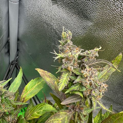 Lady growlog timeline photo