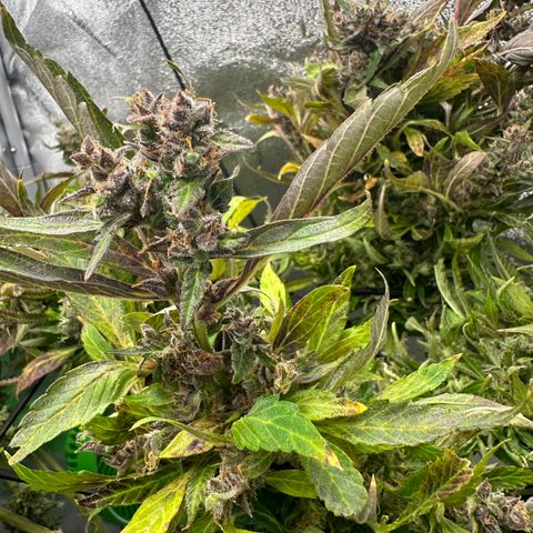 Lady growlog timeline photo