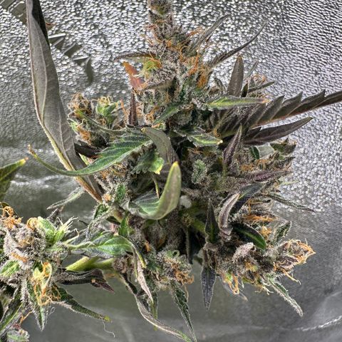 Lady growlog timeline photo