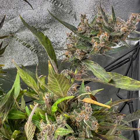 Lady growlog timeline photo