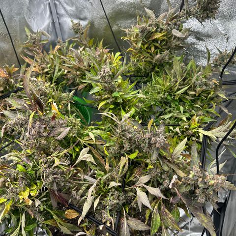 Lady growlog timeline photo