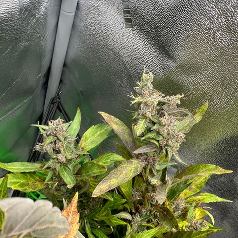 Lady growlog timeline photo