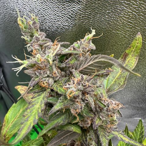 Lady growlog timeline photo